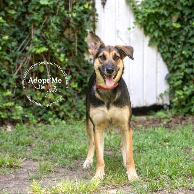 Bitsy, an adoptable German Shepherd Dog in Montgomery, AL, 36106 | Photo Image 2