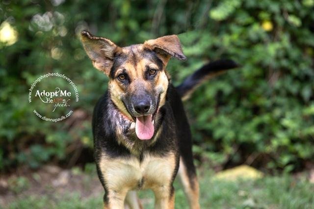 Bitsy, an adoptable German Shepherd Dog in Montgomery, AL, 36106 | Photo Image 3