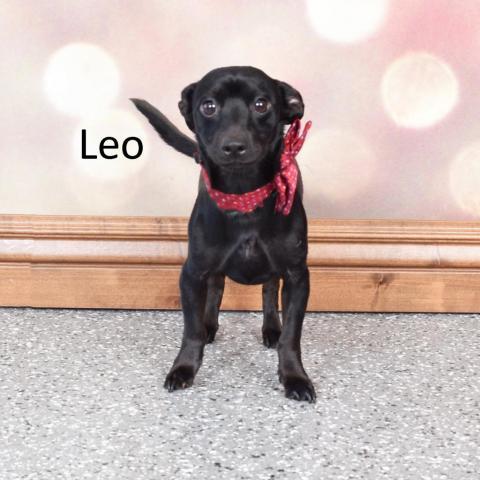 Leo