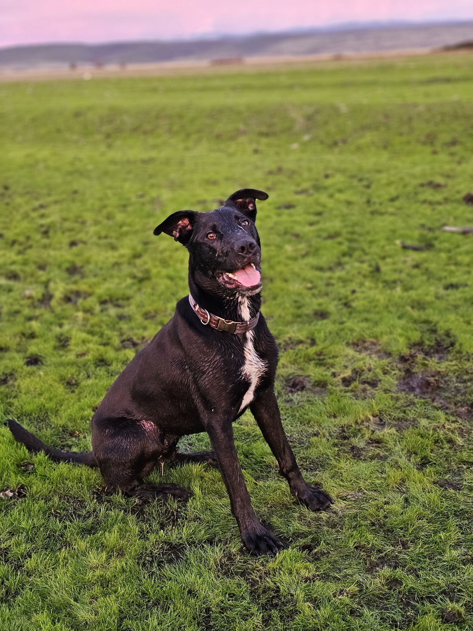 LUCCA, an adoptable Labrador Retriever, Shepherd in Chico, CA, 95973 | Photo Image 1