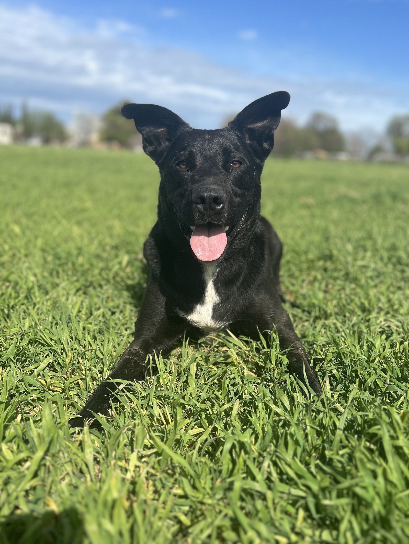 Takota, an adoptable Labrador Retriever, Shepherd in Chico, CA, 95973 | Photo Image 2