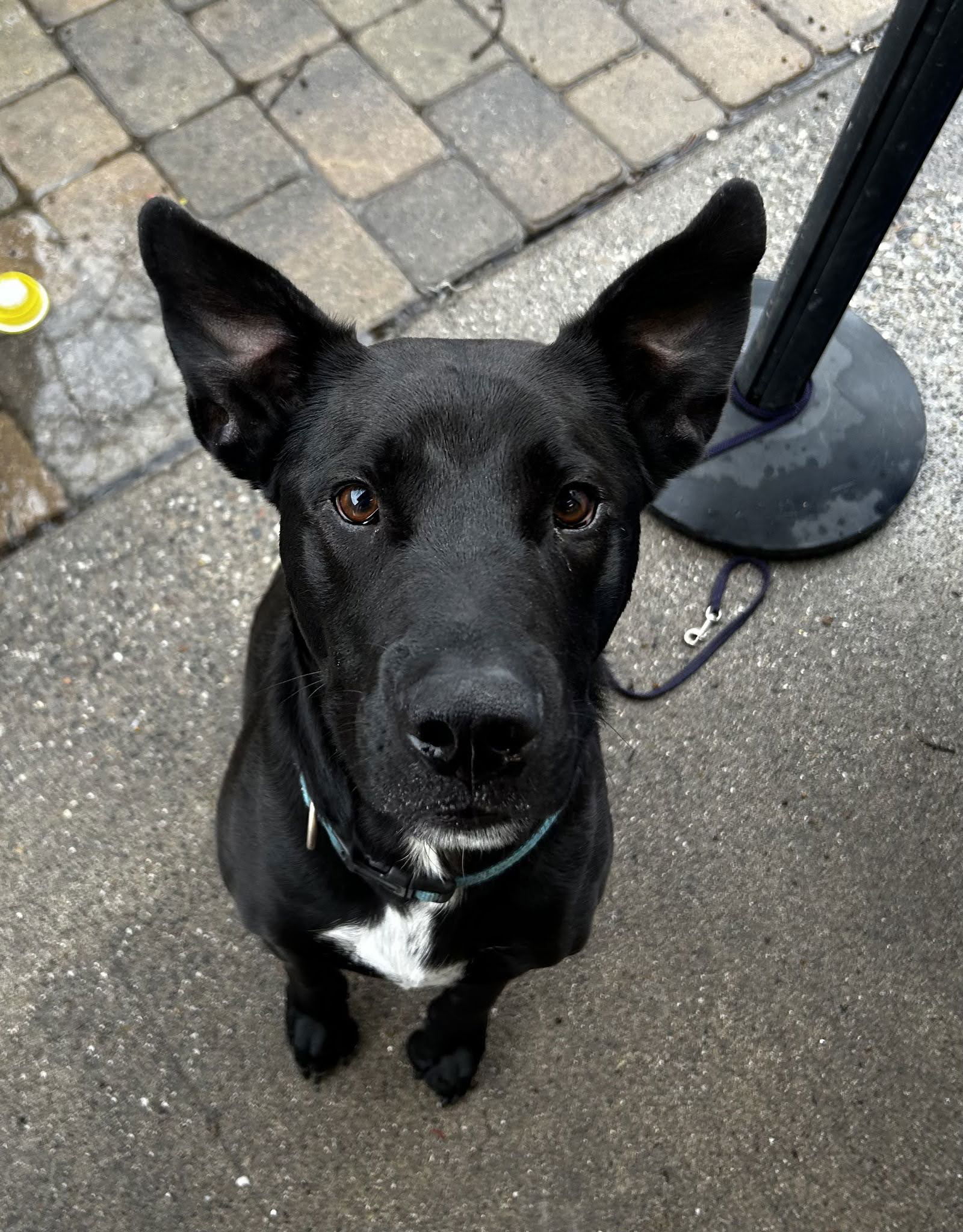 LUCCA, an adoptable Labrador Retriever, Shepherd in Chico, CA, 95973 | Photo Image 2