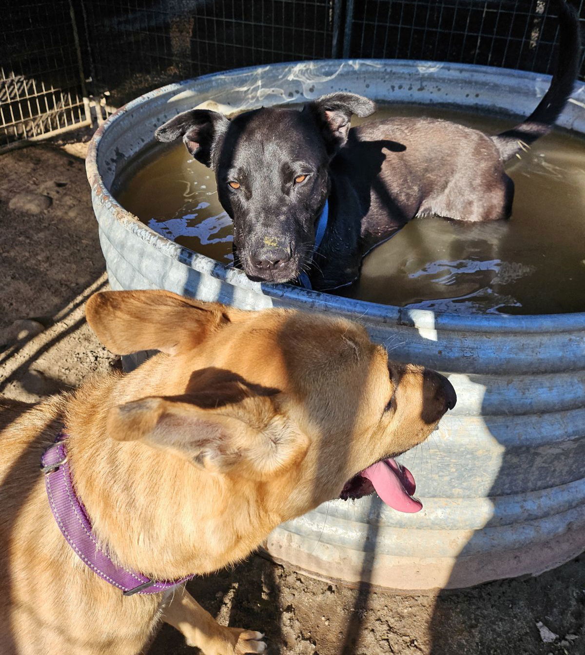 Takota, an adoptable Labrador Retriever, Shepherd in Chico, CA, 95973 | Photo Image 3