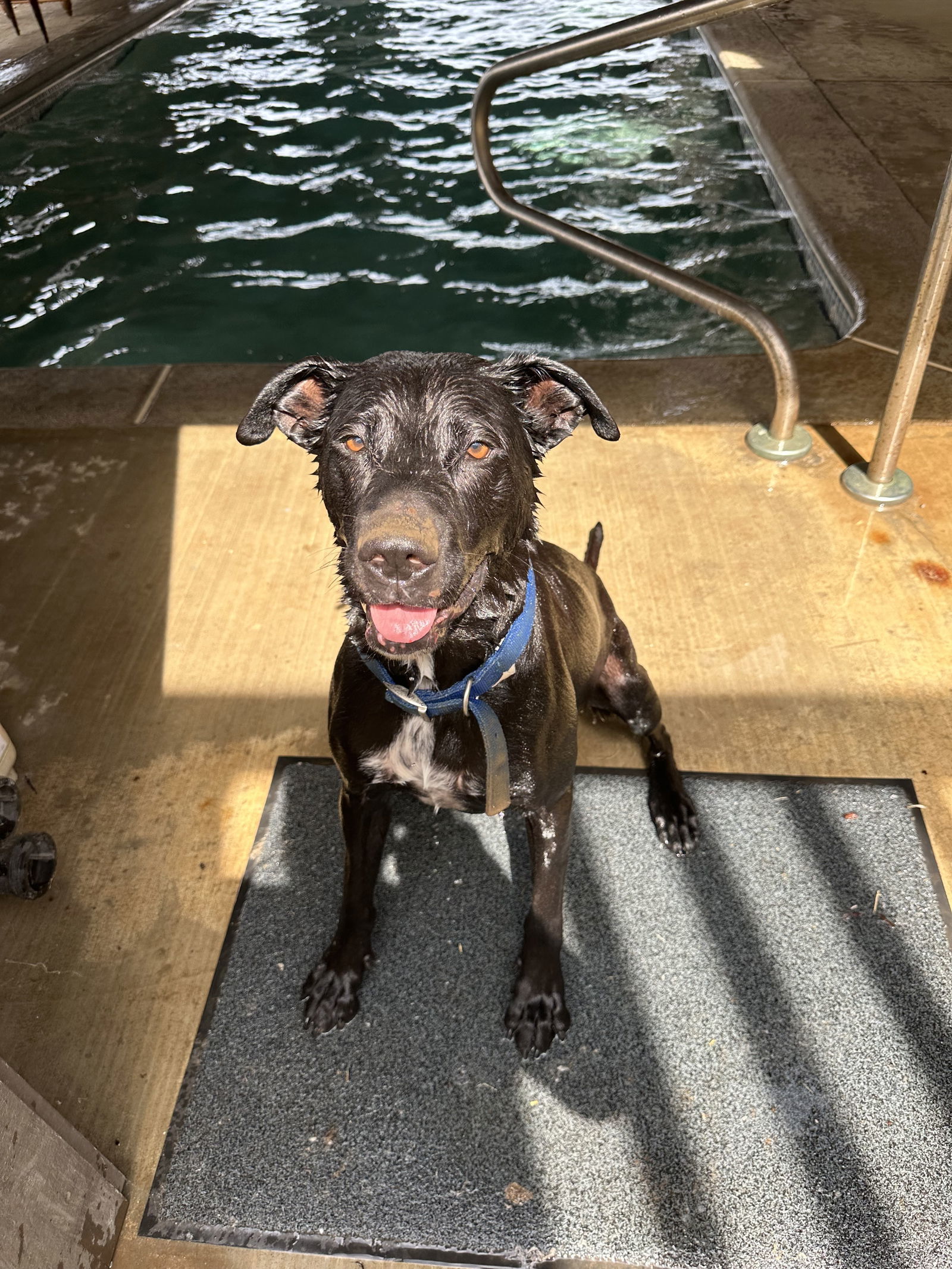 LUCCA, an adoptable Labrador Retriever, Shepherd in Chico, CA, 95973 | Photo Image 3