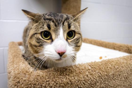 MACK, an adoptable Domestic Short Hair in Saskatoon, SK, S7K 3S9 | Photo Image 1