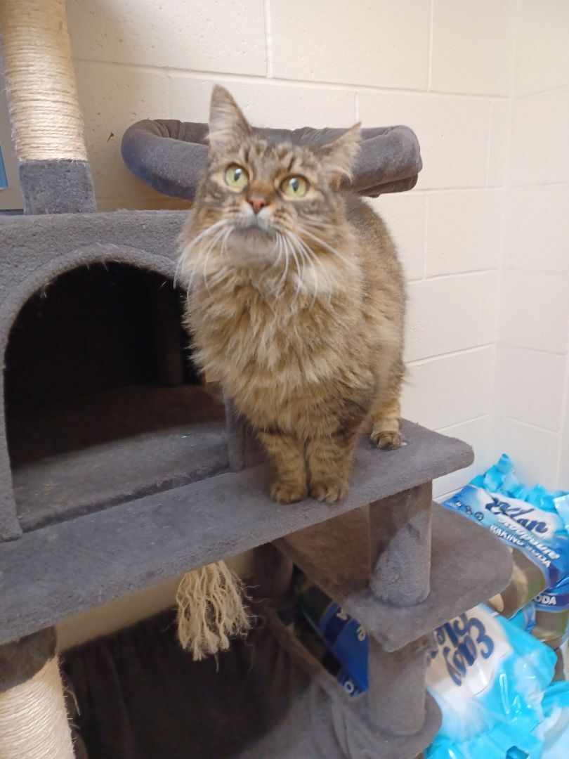 Cat for adoption Baby, a Domestic Long Hair in North Smithfield, RI
