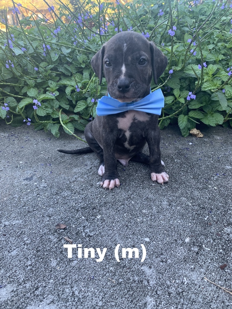 Tiny