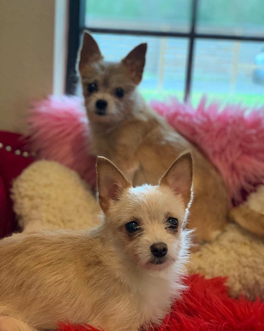 Lillie, an adoptable Pomeranian, Chihuahua in Cypress, TX, 77429 | Photo Image 2