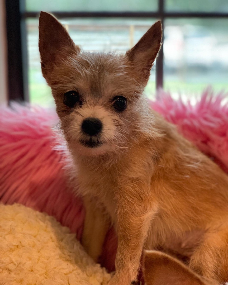 Lillie, an adoptable Pomeranian, Chihuahua in Cypress, TX, 77429 | Photo Image 5