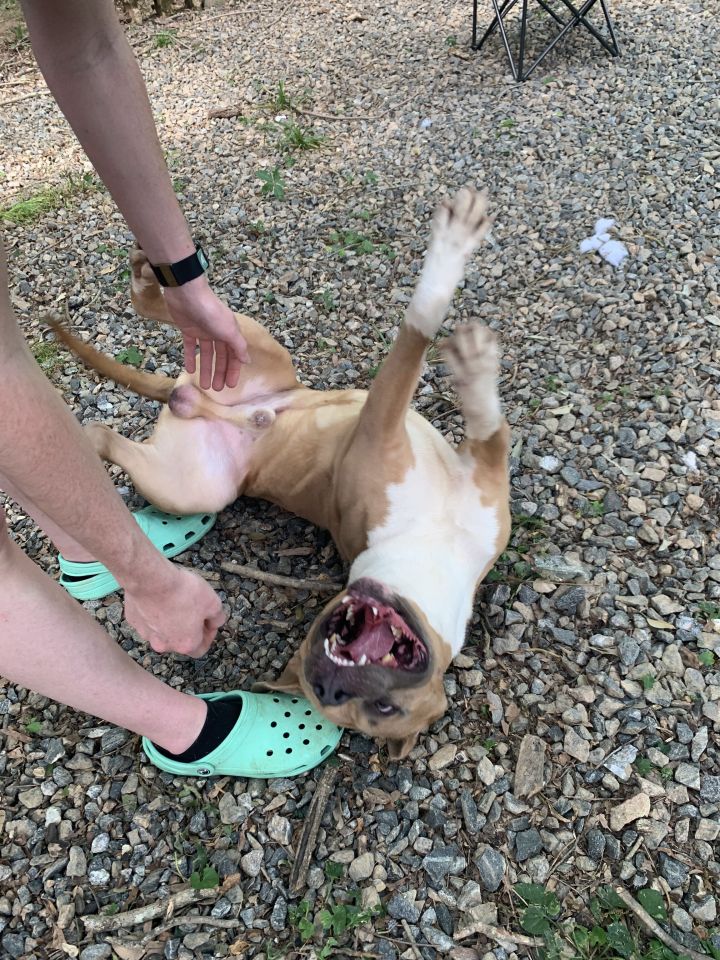 Ronan, an adoptable Bullmastiff Mix in Milledgeville, GA_image-3