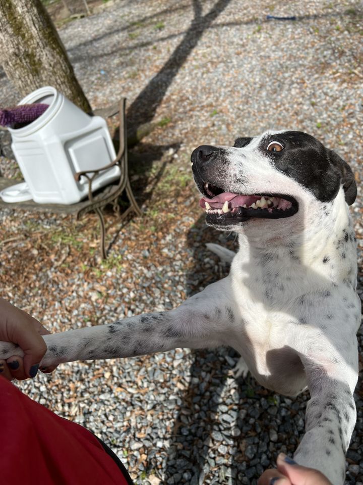 Tony, an adopted Pointer & Border Collie Mix in Milledgeville, GA_image-3