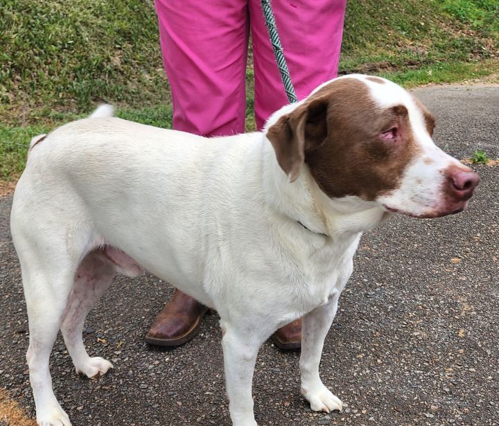 Remi, an adoptable Pointer Mix in Milledgeville, GA_image-3
