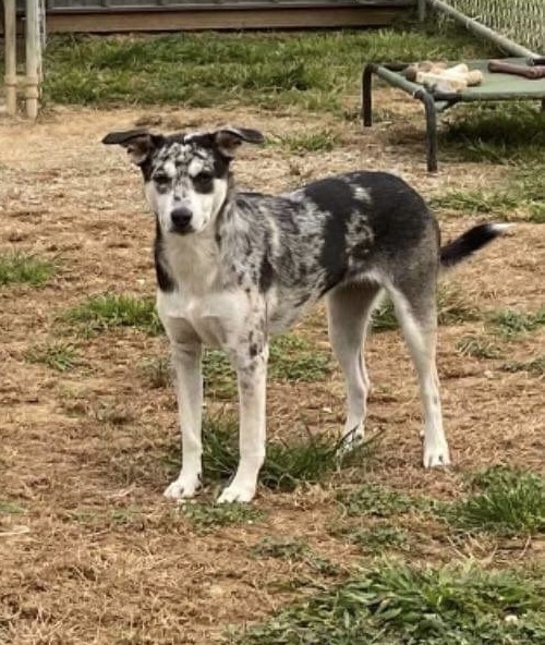 Bluey, an adoptable Catahoula Leopard Dog, Australian Shepherd in Goodlettsville, TN, 37070 | Photo Image 4