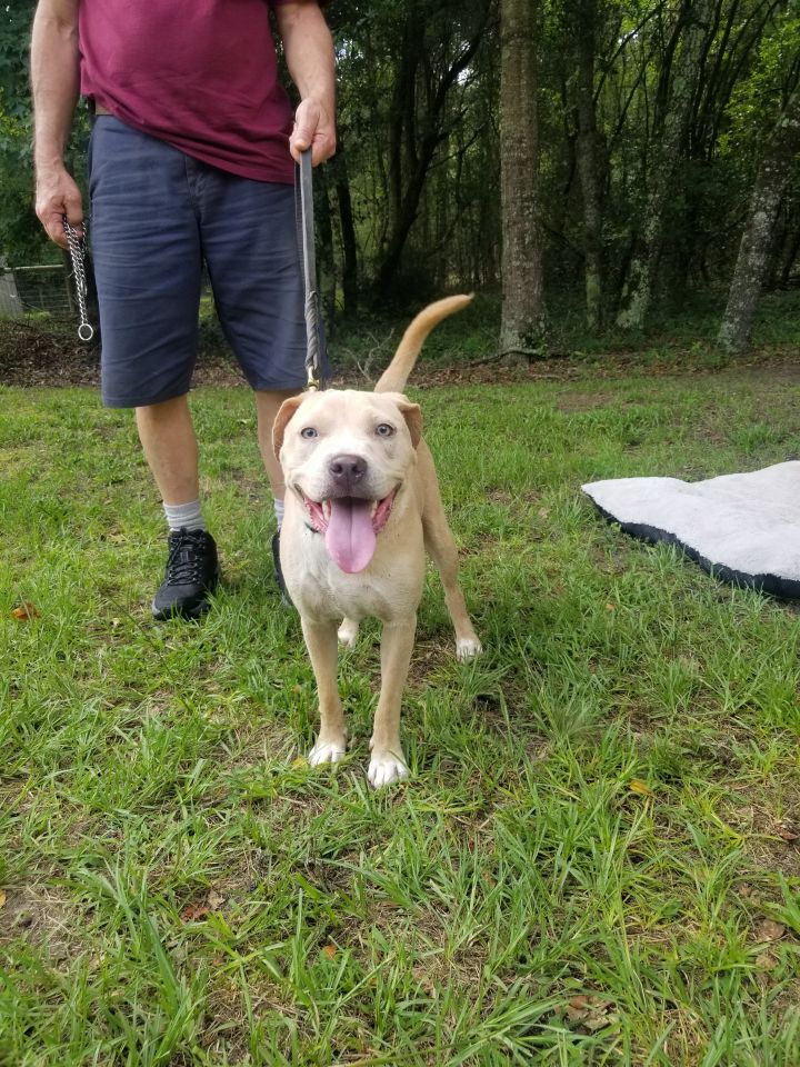 Rocky, an adoptable Labrador Retriever & Terrier Mix in Milledgeville, GA_image-1