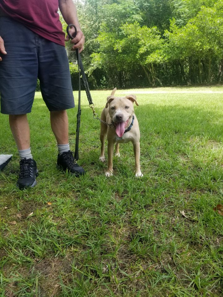 Rocky, an adoptable Labrador Retriever & Terrier Mix in Milledgeville, GA_image-3
