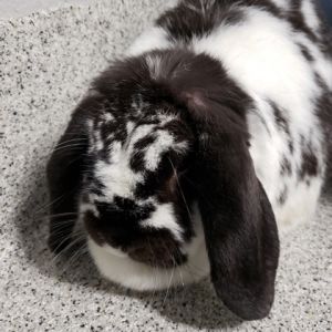 dwarf bunnies for adoption near me