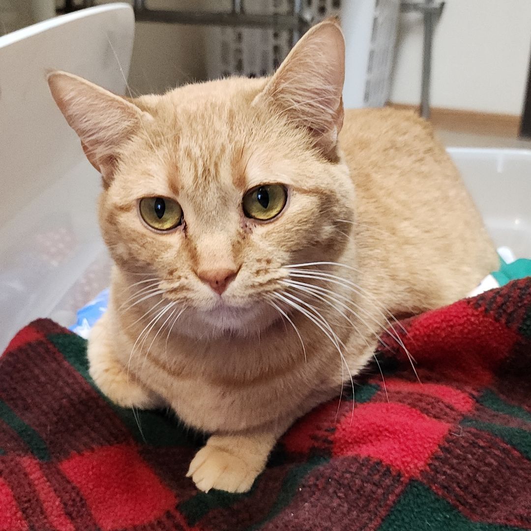 Cat for adoption Fiona, a Domestic Short Hair in Wahpeton, ND Petfinder