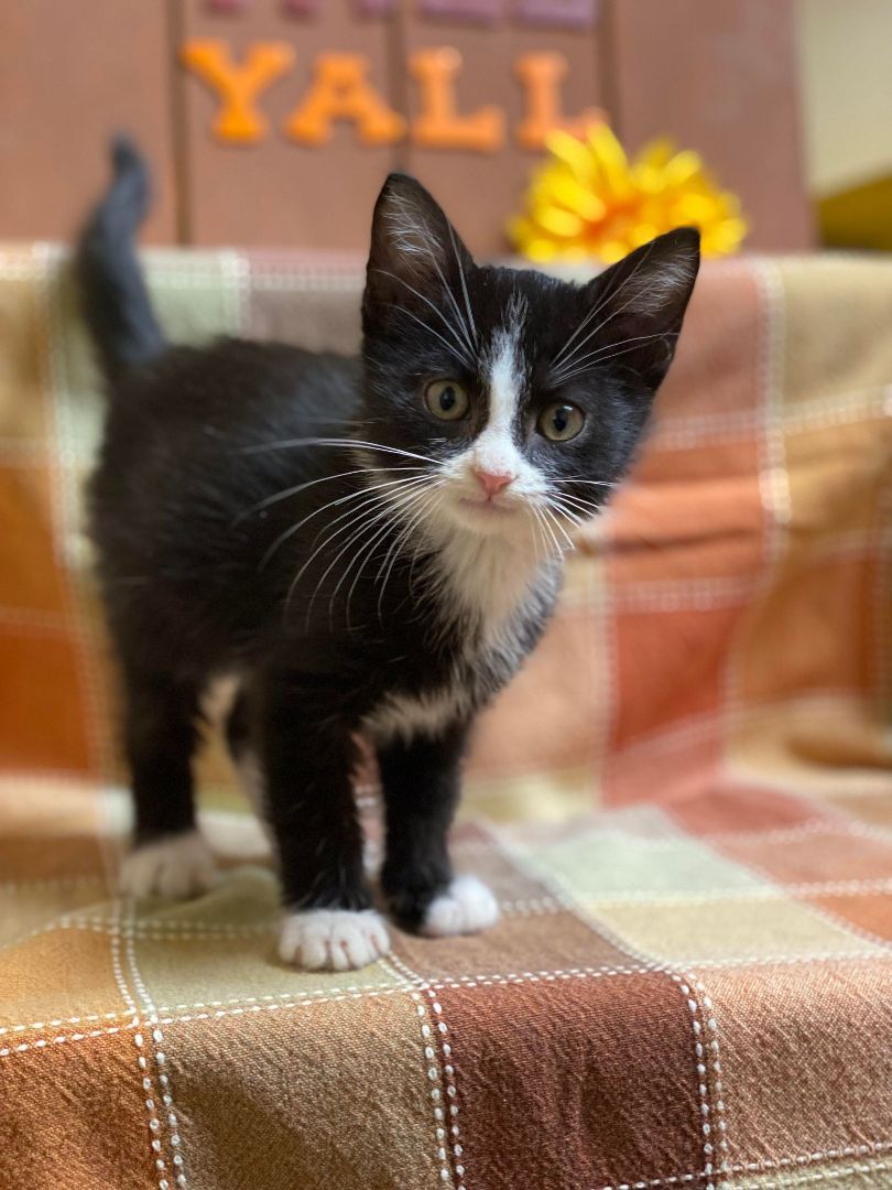 Jermone, an adoptable Domestic Short Hair in Maryville, MO, 64468 | Photo Image 2