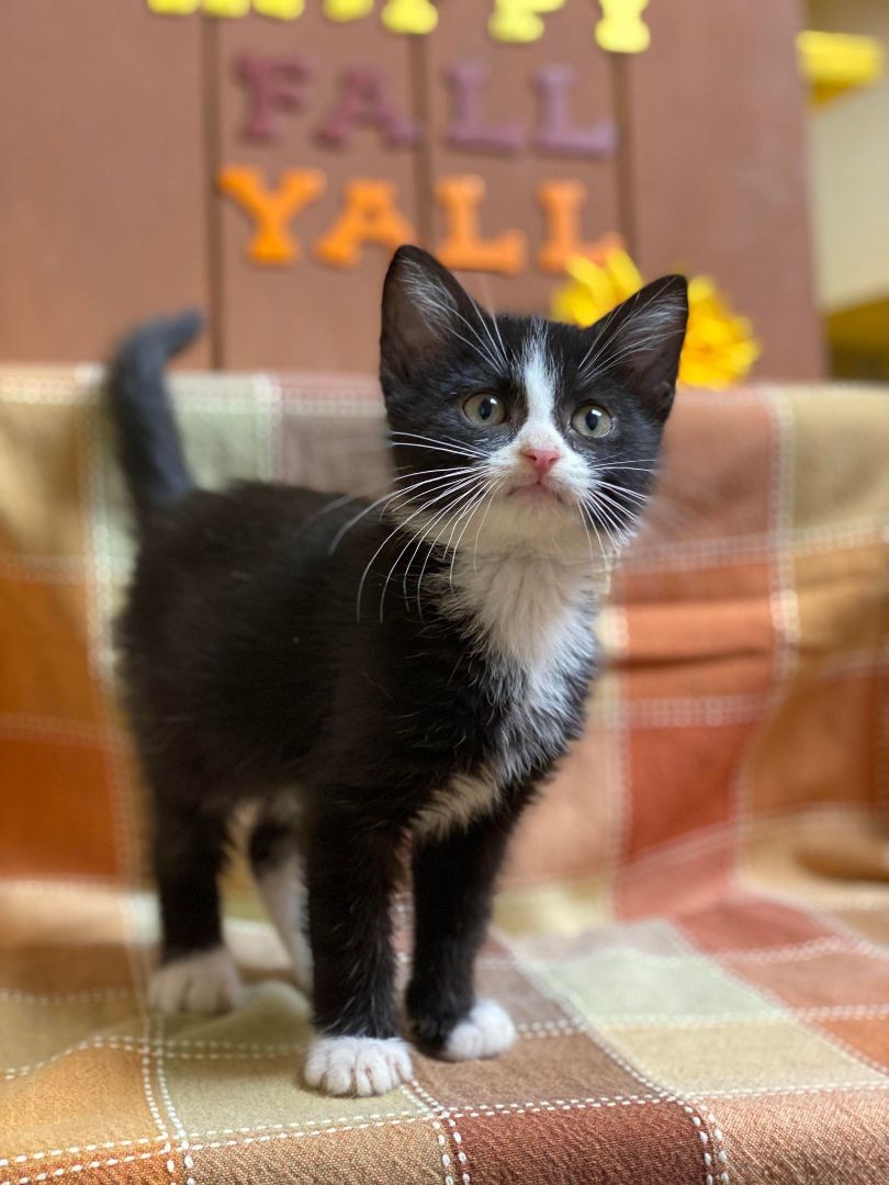 Jermone, an adoptable Domestic Short Hair in Maryville, MO, 64468 | Photo Image 4