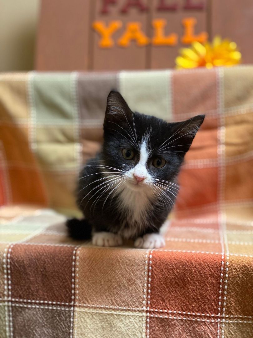 Jermone, an adoptable Domestic Short Hair in Maryville, MO, 64468 | Photo Image 6