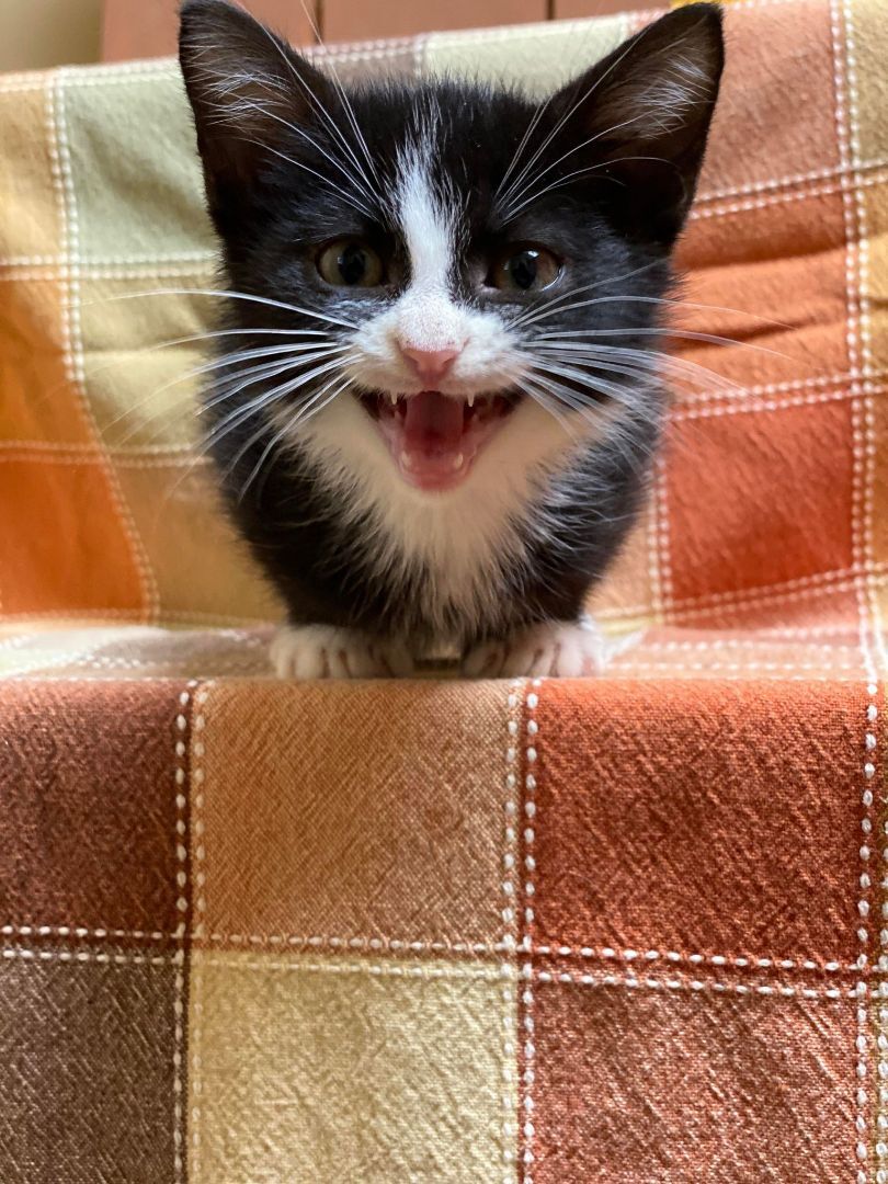 Jermone, an adoptable Domestic Short Hair in Maryville, MO, 64468 | Photo Image 8