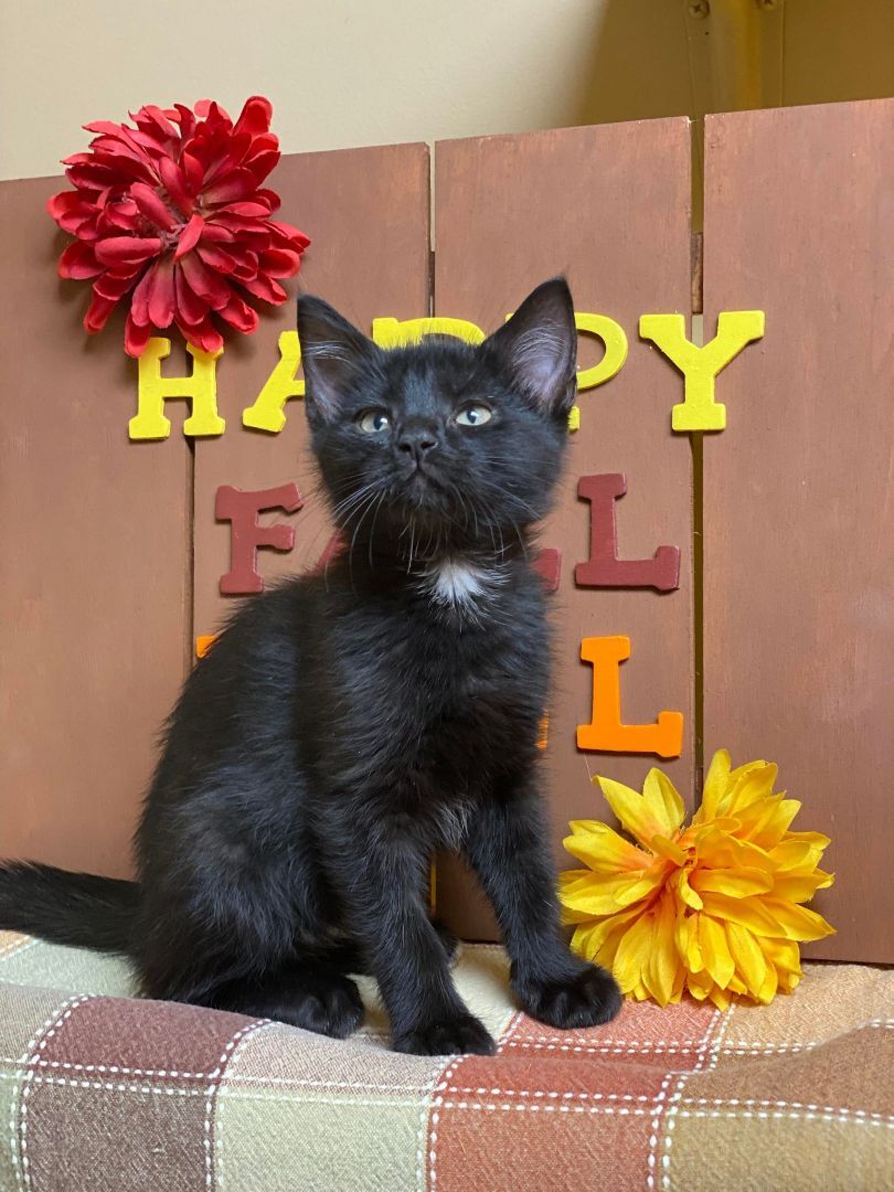 Jericho, an adoptable Domestic Short Hair in Maryville, MO, 64468 | Photo Image 2