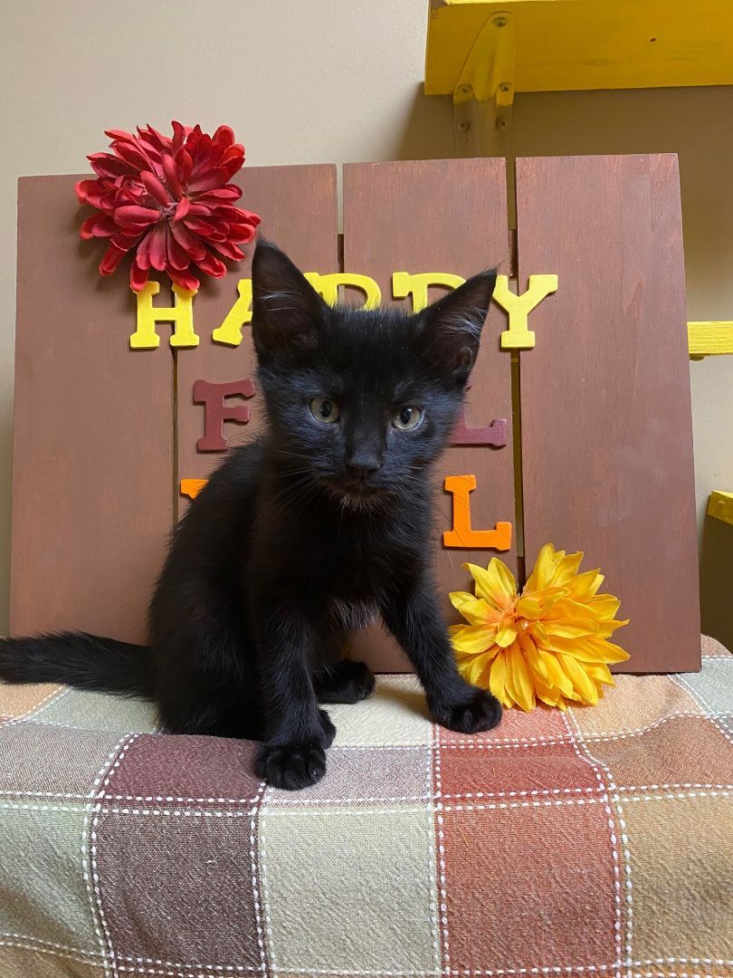 Jericho, an adoptable Domestic Short Hair in Maryville, MO, 64468 | Photo Image 6