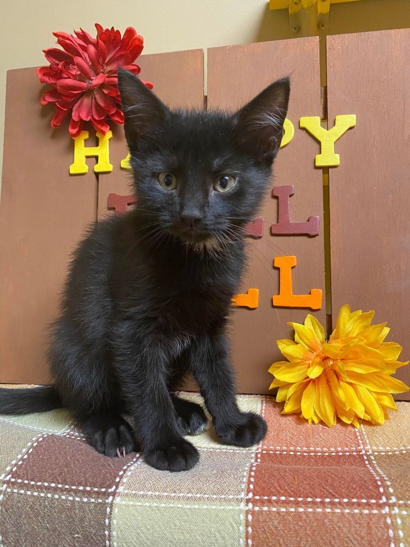 Jericho, an adoptable Domestic Short Hair in Maryville, MO, 64468 | Photo Image 8