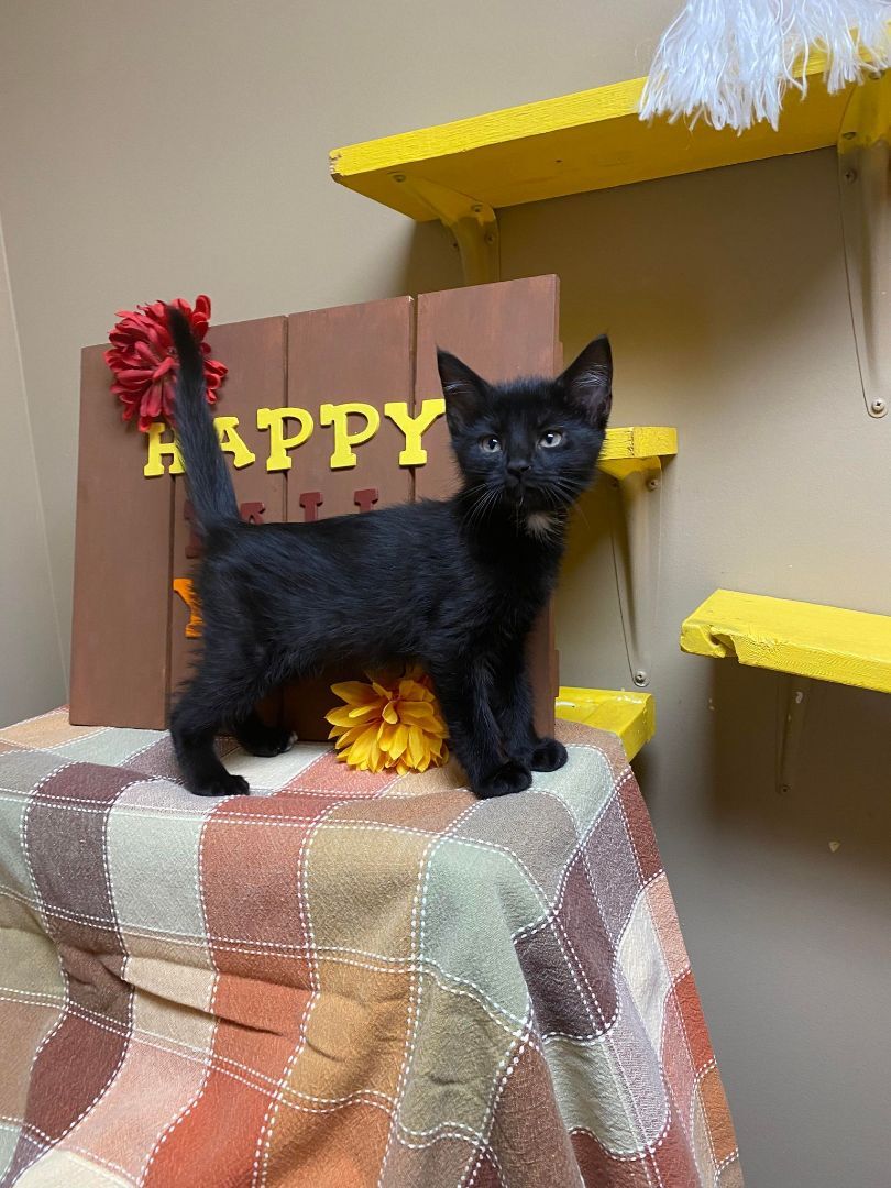 Jericho, an adoptable Domestic Short Hair in Maryville, MO, 64468 | Photo Image 9