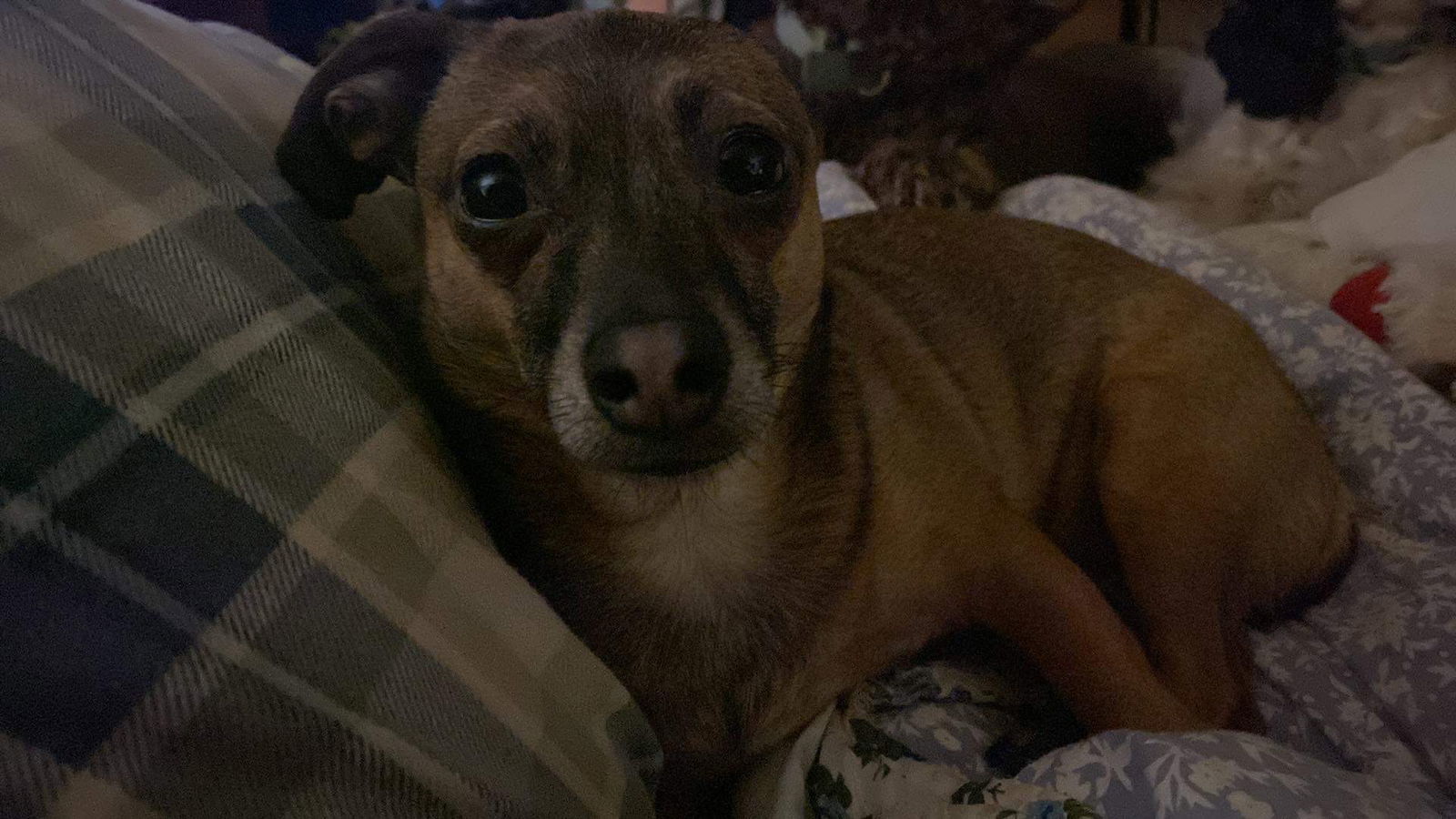 Poppy