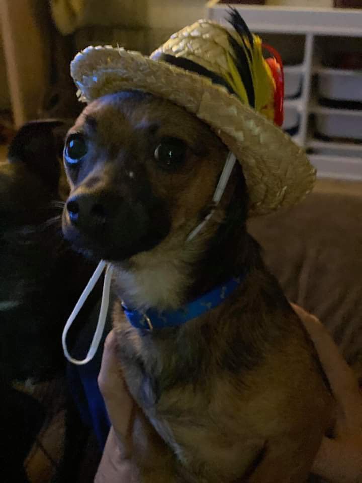 Poppy, an adoptable Chihuahua in Lewistown, PA, 17044 | Photo Image 2