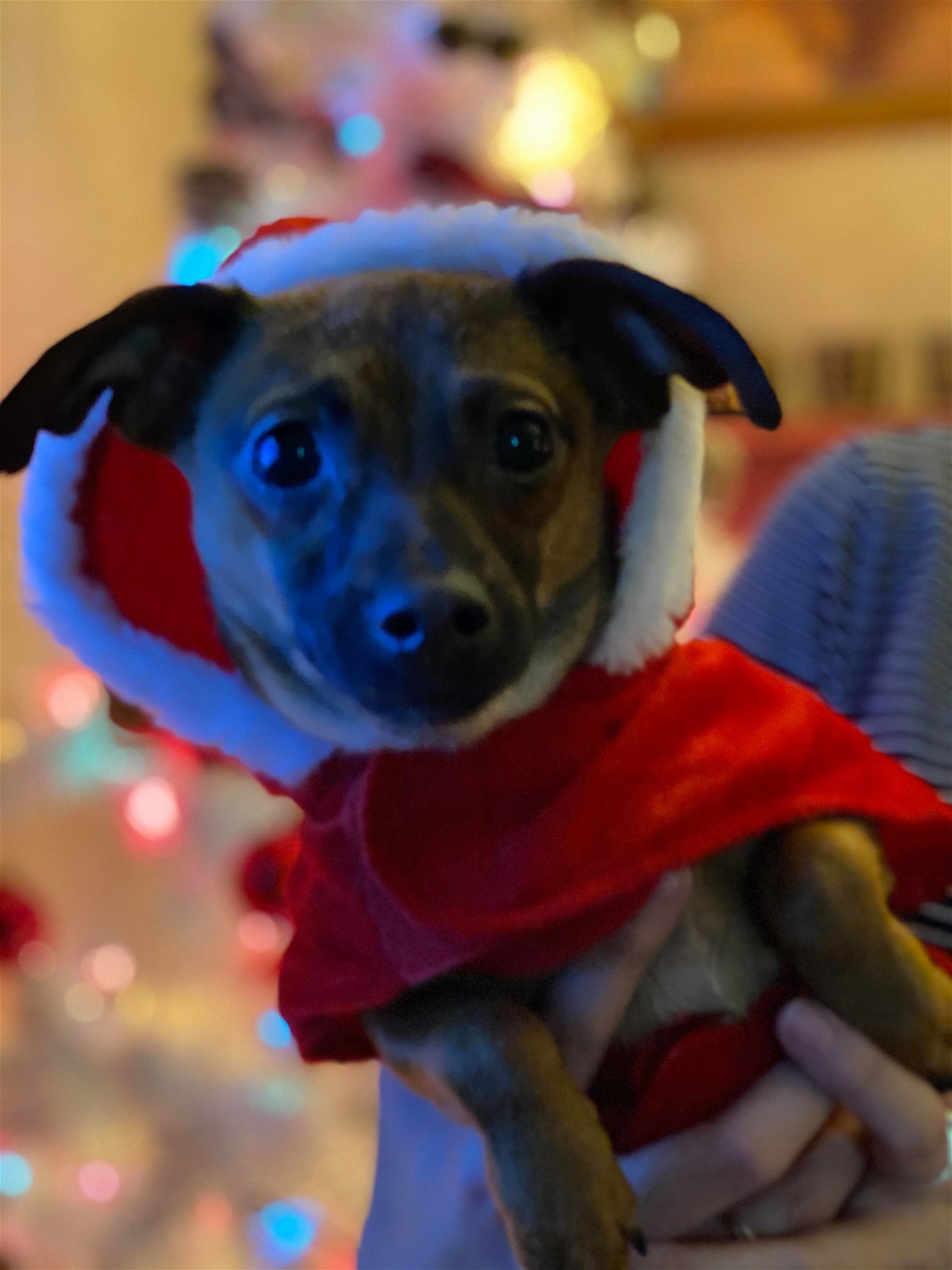 Poppy, an adoptable Chihuahua in Lewistown, PA, 17044 | Photo Image 3