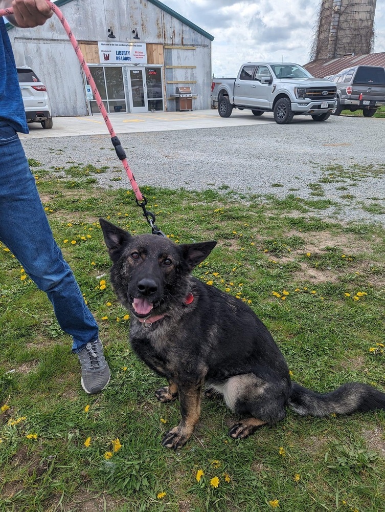 Dixie, an adoptable German Shepherd Dog in Suamico, WI, 54173 | Photo Image 1