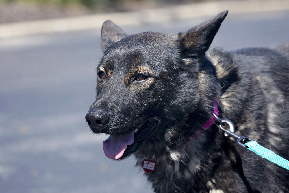 Dixie, an adoptable German Shepherd Dog in Suamico, WI, 54173 | Photo Image 2