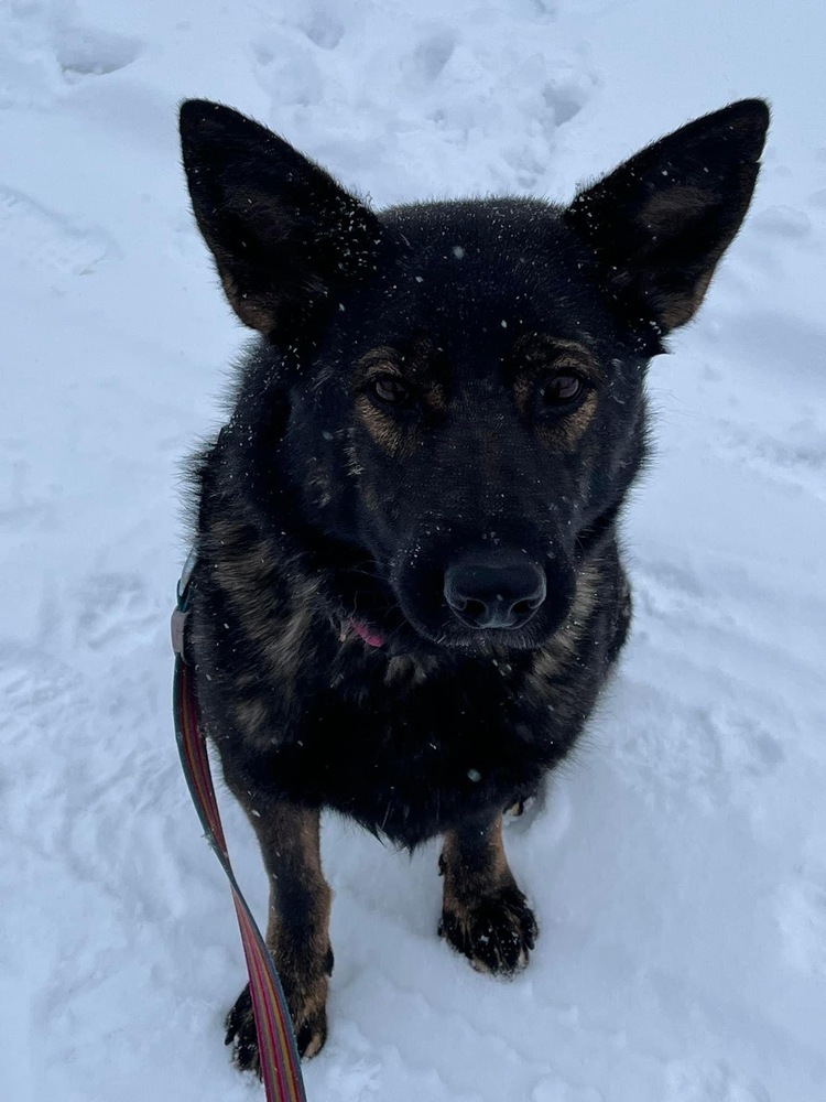 Dixie, an adoptable German Shepherd Dog in Suamico, WI, 54173 | Photo Image 3