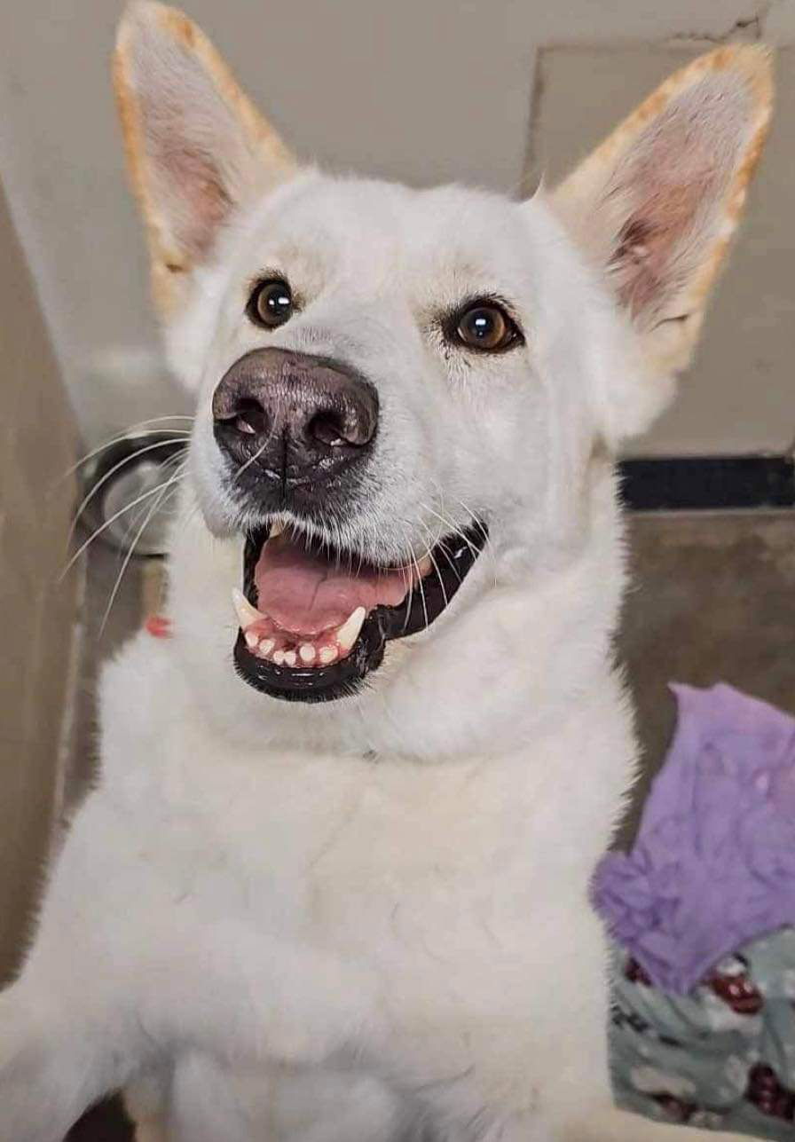 Toby GSD, an adoptable German Shepherd Dog in Lewistown, PA, 17044 | Photo Image 1