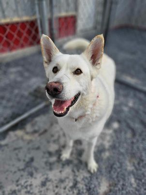 Toby GSD, an adoptable German Shepherd Dog in Lewistown, PA, 17044 | Photo Image 2