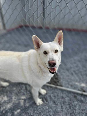 Toby GSD, an adoptable German Shepherd Dog in Lewistown, PA, 17044 | Photo Image 3