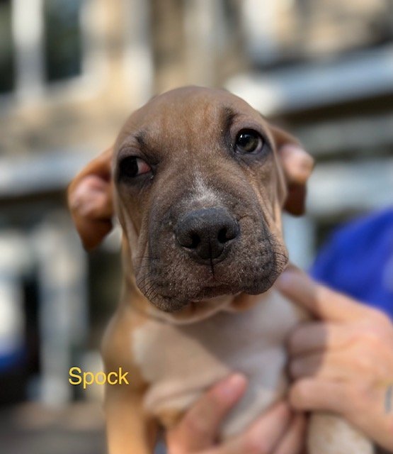 Spock - Stunning Pup!