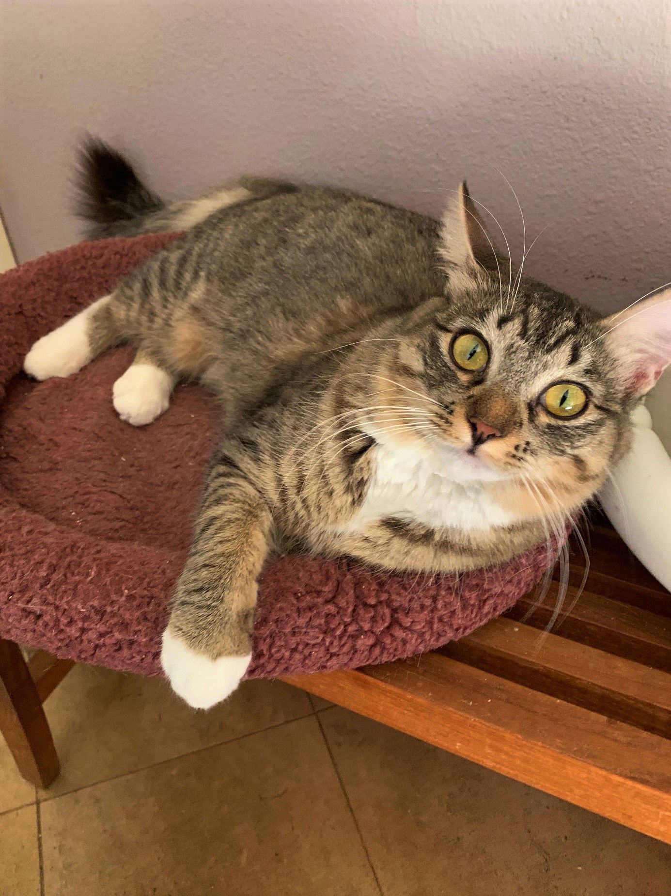 Roxie, an adoptable Domestic Medium Hair, Tabby in Walnut Creek, CA, 94596 | Photo Image 1