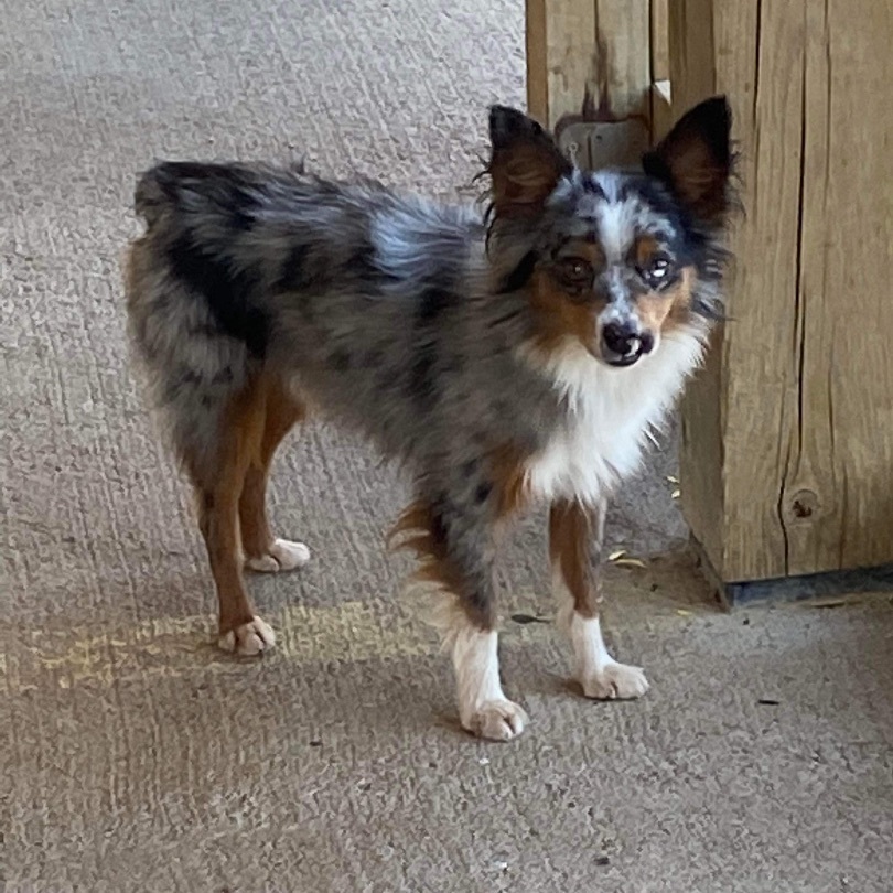 Cash (Toy Australian Shepherd)