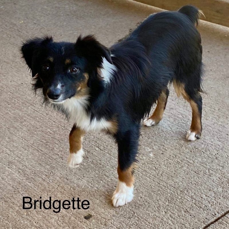 Bridgette (Mini Australian Shepherd)