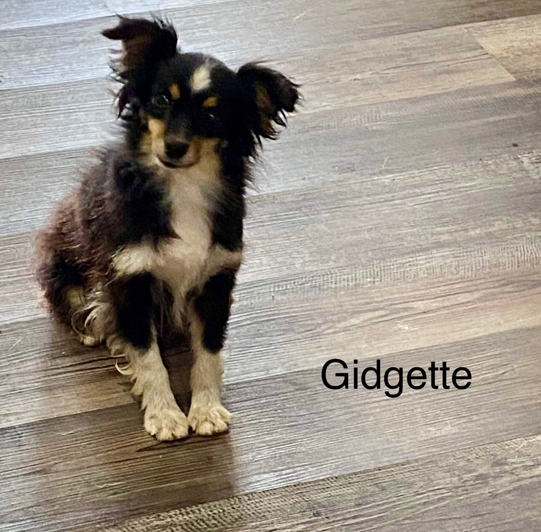 Gidgette (Mini Australian Shepherd)