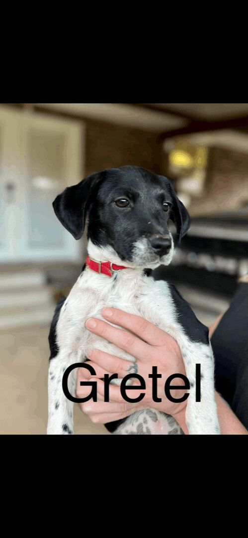 Gretel