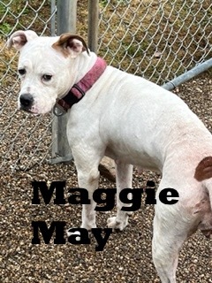 Maggie May