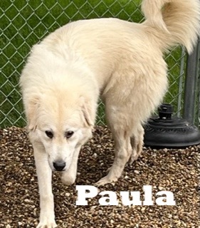 Paula