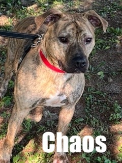 Chaos