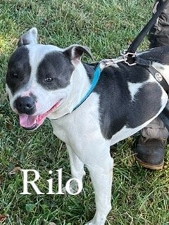 Rilo