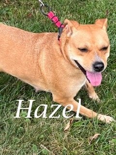 Hazel