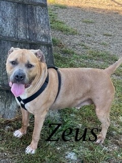 Zeus